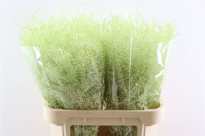 <h4>Lepidium Pastel Yellow</h4>