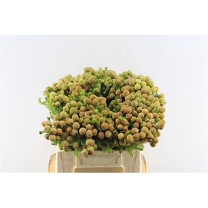 Kaaps Berzelia Gallpini Ruby