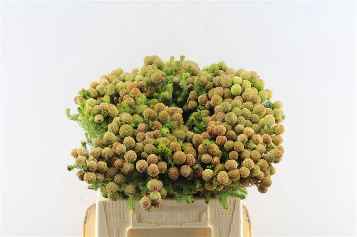 <h4>Kaaps Berzelia Gallpini Ruby</h4>