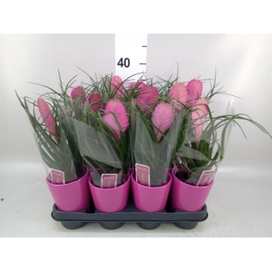 Tillandsia cyanea 'Anita'
