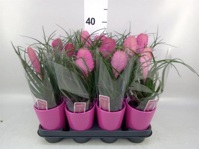 <h4>Tillandsia cyanea 'Anita'</h4>