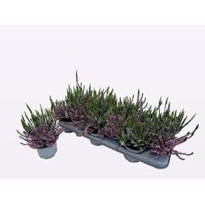 !! PROMO !! CALLUNA TWIN WHITE/ROSA P10.5