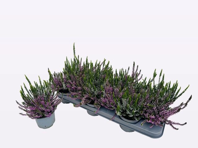 <h4>!! PROMO !! CALLUNA TWIN WHITE/ROSA P10.5</h4>