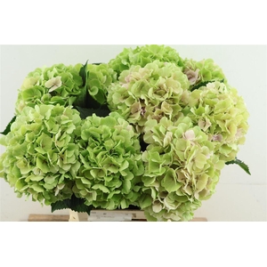 Hydr M. Cl. Verena Green 65-19