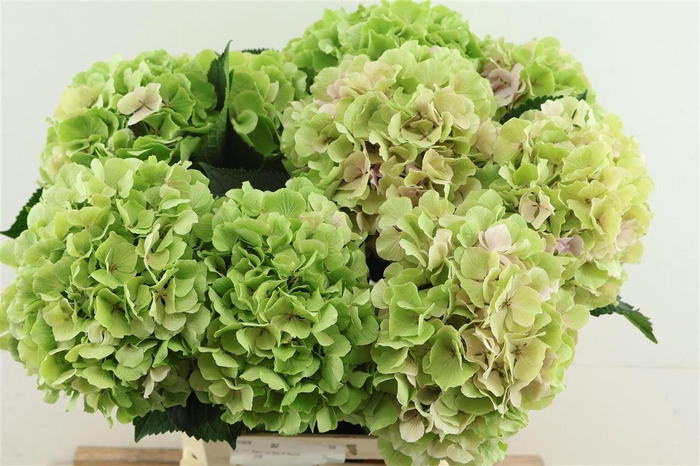 <h4>Hydr M. Cl. Verena Green 65-19</h4>