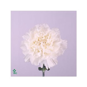 <h4>Di St Moonlight</h4>