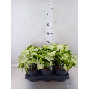 Syngonium  'White Butterfly'