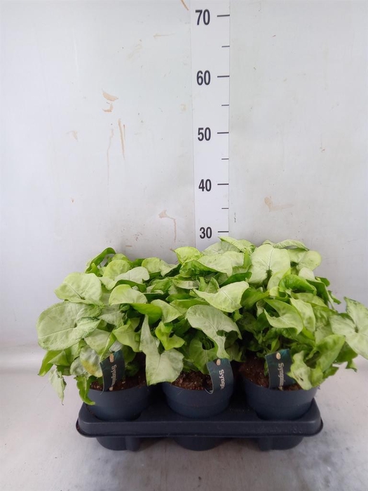 <h4>Syngonium  'White Butterfly'</h4>