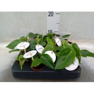Anthurium   ...