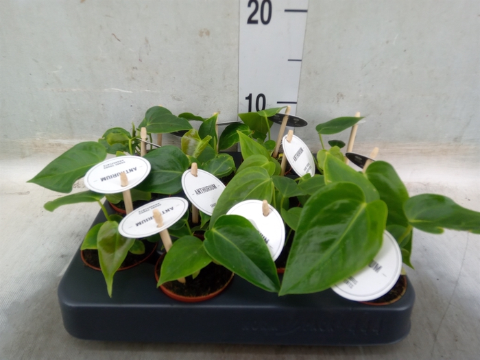 <h4>Anthurium   ...</h4>