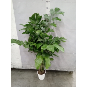 Caryota mitis