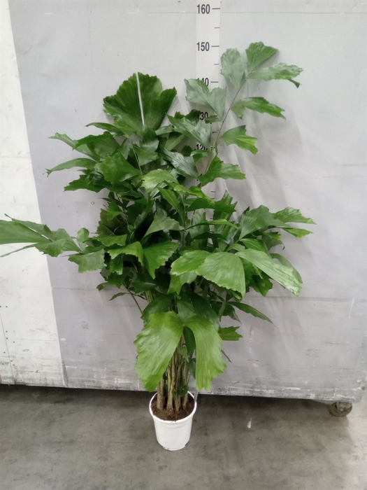 <h4>Caryota mitis</h4>
