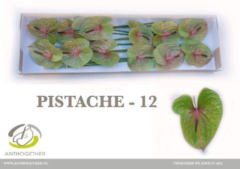 <h4>Anth Pistache</h4>