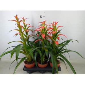 Guzmania wittmackii   ...red