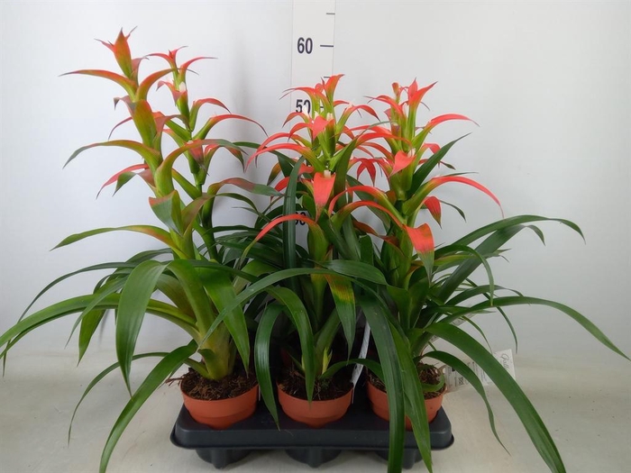 <h4>Guzmania wittmackii ...red</h4>