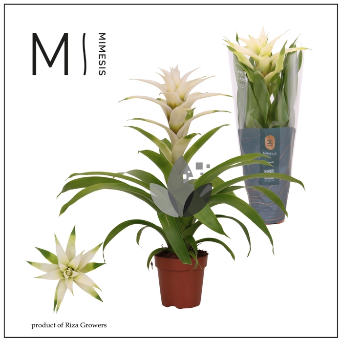 <h4>Guzmania Deseo White</h4>