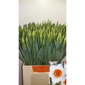 NARC G JOHAN STRAUSS