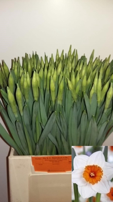 <h4>NARC G JOHAN STRAUSS</h4>