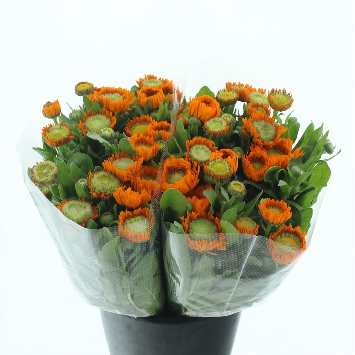 <h4>Calendula Orange Double</h4>