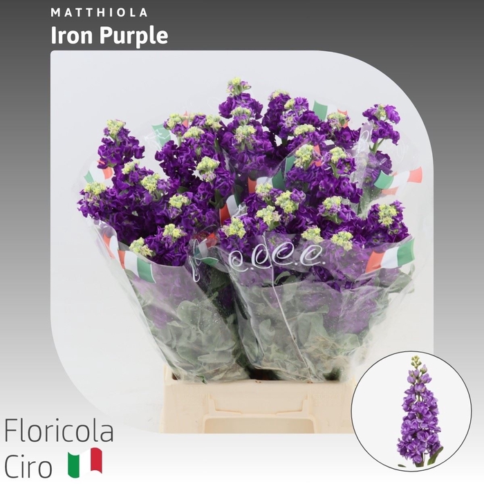 <h4>Matthiola Iron Purple</h4>
