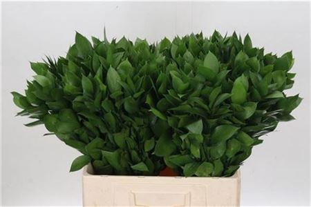 <h4>RUSCUS HYPOPHYLLUM 60CM</h4>