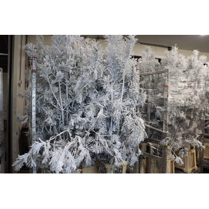 Pinus Alaska Snow Stem