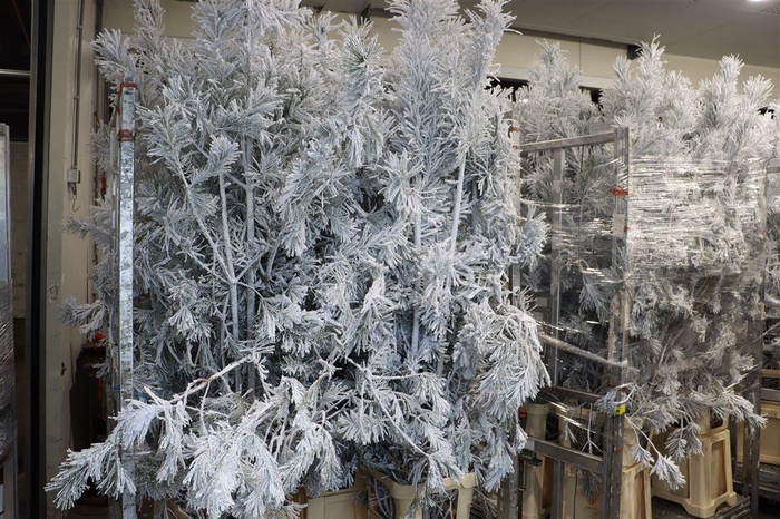 <h4>Pinus Alaska Snow Stem</h4>