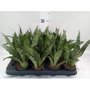 Sansevieria trifa. 'Black Coral'