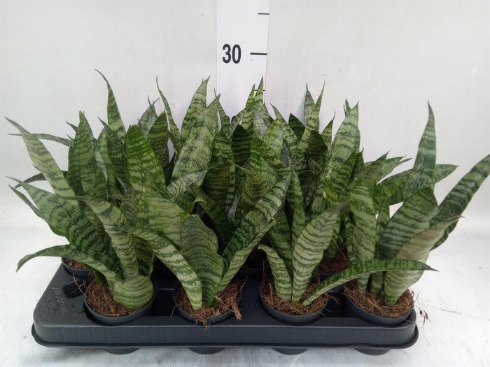 <h4>Sansevieria trifa. 'Black Coral'</h4>