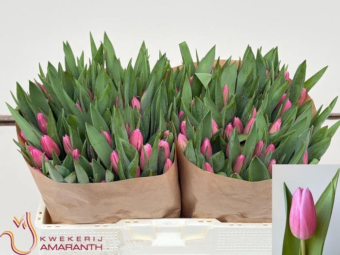 <h4>TU EN JUMBO PINK</h4>