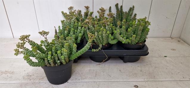 Crassula marnieriana 12Ø 15cm