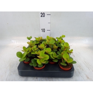 Peperomia tetraphylla 'Hope'