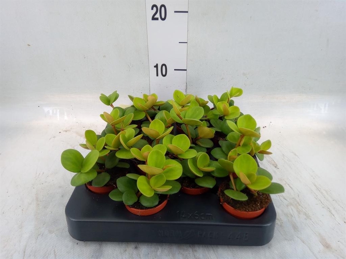 <h4>Peperomia tetraphylla 'Hope'</h4>