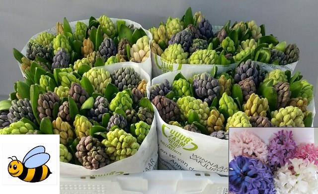 HYAC GEM 5 KLEUREN