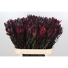 Leucadendron Saf Sunset Dark R.