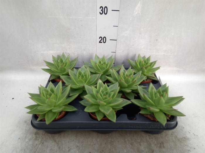 <h4>Echeveria agavoides 'Ebony'</h4>