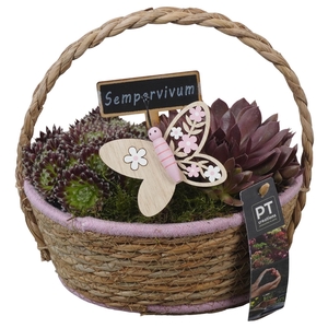 PTS7380 Arrangement Sempervivum in rieten mand