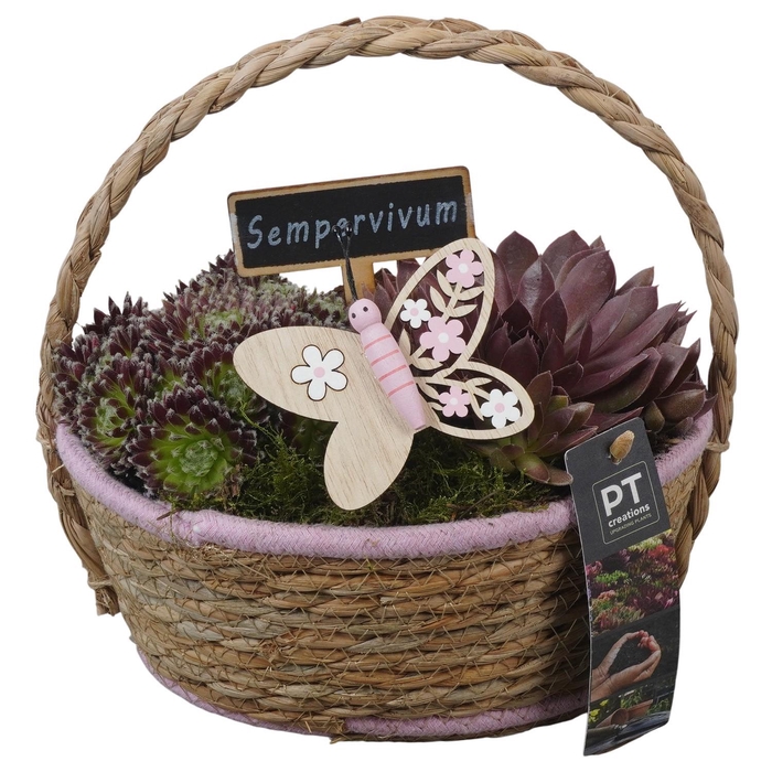 <h4>PTS7380 Arrangement Sempervivum in rieten mand</h4>