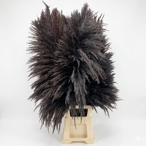Dried Cortaderia Sacuara Black