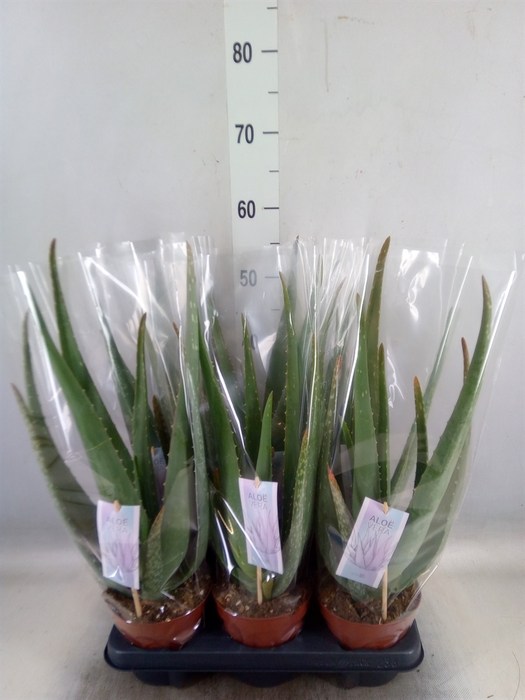 <h4>Aloe vera</h4>