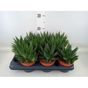 Gasteria