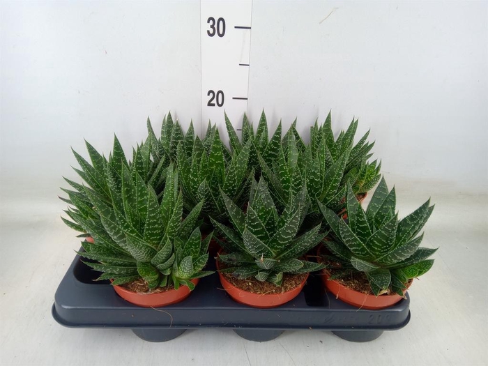 <h4>Gasteria</h4>