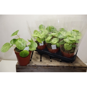 arr8 Pilea Peperomioides Mojito