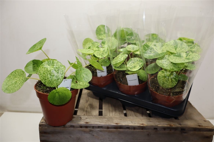 <h4>arr8 Pilea Peperomioides Mojito</h4>