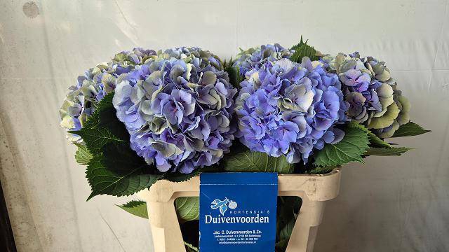 <h4>HYDR M ELBTAL CL</h4>