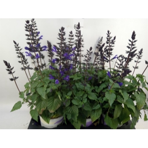Salvia  'Salgoon Lake Como'
