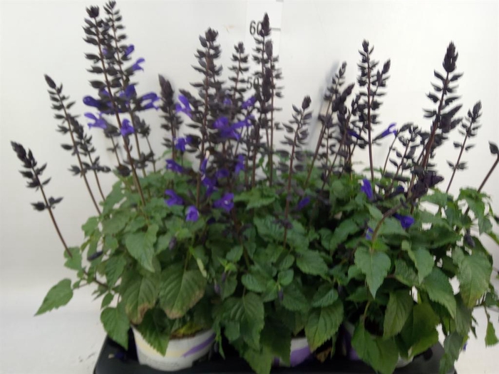 <h4>Salvia  'Salgoon Lake Como'</h4>