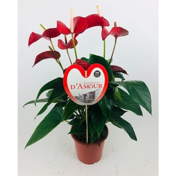 <h4>Anthurium 'Red Bull'</h4>