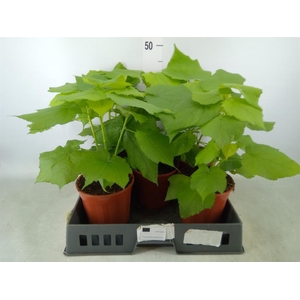 Sparrmannia africana