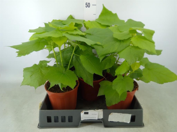 <h4>Sparrmannia africana</h4>